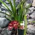 Kép 2/4 - Cymbidium Raaya