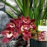 Kép 3/4 - Cymbidium Raaya