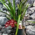 Kép 4/4 - Cymbidium Raaya