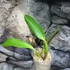 Kép 2/5 - Pot. Tsiku Amante