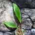 Kép 2/4 - Rlc. Holy Fen Queen 'Sun God'