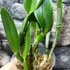 Kép 4/6 - Ryc. Digbyana X Dolosa