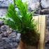 Kép 3/7 - Asplenium Campio falapra erősítve