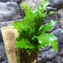 Kép 4/7 - Asplenium Campio falapra erősítve