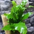 Kép 5/7 - Asplenium Campio falapra erősítve