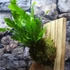 Kép 6/7 - Asplenium Campio falapra erősítve