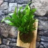 Kép 2/7 - Asplenium Campio falapra erősítve