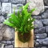 Asplenium Campio falapra erősítve