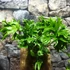 Kép 2/7 - Asplenium Lesly falapra erősítve