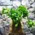 Kép 1/7 - Asplenium Lesly falapra erősítve