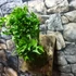 Kép 4/7 - Asplenium Lesly falapra erősítve