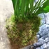 Kép 5/7 - Asplenium Lesly falapra erősítve