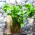 Kép 6/7 - Asplenium Lesly falapra erősítve