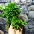 Kép 7/7 - Asplenium Lesly falapra erősítve