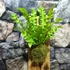 Kép 2/10 - Asplenium Nidus Crispy Wave, madárfészek páfrány falapra erősítve