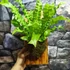 Kép 3/10 - Asplenium Nidus Crispy Wave, madárfészek páfrány falapra erősítve