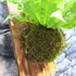 Kép 4/10 - Asplenium Nidus Crispy Wave, madárfészek páfrány falapra erősítve