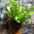 Kép 5/10 - Asplenium Nidus Crispy Wave, madárfészek páfrány falapra erősítve