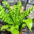 Kép 6/10 - Asplenium Nidus Crispy Wave, madárfészek páfrány falapra erősítve