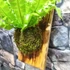 Kép 7/10 - Asplenium Nidus Crispy Wave, madárfészek páfrány falapra erősítve