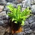 Kép 9/10 - Asplenium Nidus Crispy Wave, madárfészek páfrány falapra erősítve