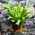 Kép 10/10 - Asplenium Nidus Crispy Wave, madárfészek páfrány falapra erősítve