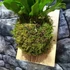 Kép 3/6 - Asplenium nidus páfrány falapra erősítve