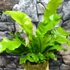 Kép 2/6 - Asplenium nidus páfrány falapra erősítve