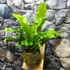Kép 1/6 - Asplenium nidus páfrány falapra erősítve