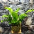 Kép 6/6 - Asplenium nidus páfrány falapra erősítve