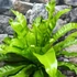 Kép 3/7 - Asplenium nidus 'Osaka' falapra erősítve