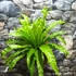 Kép 1/7 - Asplenium nidus 'Osaka' falapra erősítve