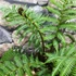 Kép 3/22 - Cyathea australis páfrányfa
