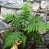 Kép 5/22 - Cyathea australis páfrányfa