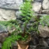Kép 6/22 - Cyathea australis páfrányfa