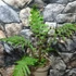 Kép 7/22 - Cyathea australis páfrányfa