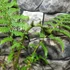 Kép 4/22 - Cyathea australis páfrányfa