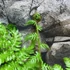 Kép 12/22 - Cyathea australis páfrányfa