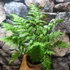 Kép 11/22 - Cyathea australis páfrányfa