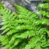 Kép 9/22 - Cyathea australis páfrányfa