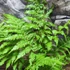 Kép 8/22 - Cyathea australis páfrányfa