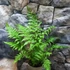 Kép 13/22 - Cyathea australis páfrányfa