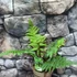 Kép 14/22 - Cyathea australis páfrányfa