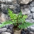 Kép 16/22 - Cyathea australis páfrányfa