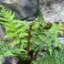 Kép 17/22 - Cyathea australis páfrányfa