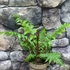 Kép 18/22 - Cyathea australis páfrányfa