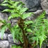 Kép 20/22 - Cyathea australis páfrányfa