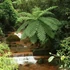 Kép 1/22 - Cyathea australis páfrányfa