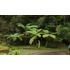 Kép 22/22 - Cyathea australis páfrányfa