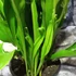 Kép 3/7 - Asplenium Lesly